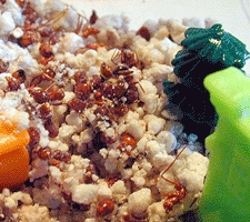 Ant carcasses pile up beside a little plastic tree.